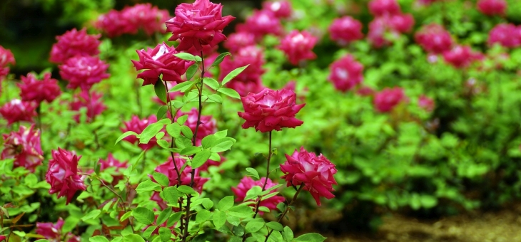 idealny-ogrod-musi-miec-roze-pnace